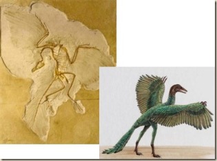 archaeopteryx2_thumb1